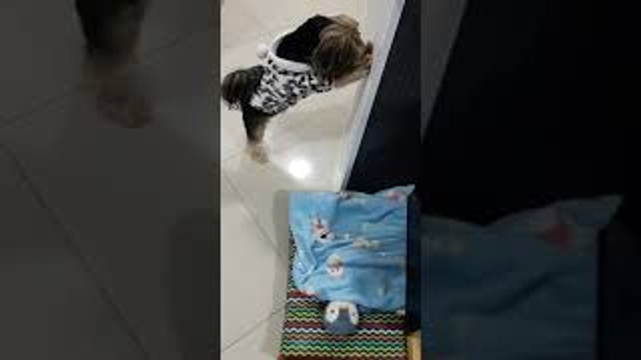 Doggy Shows Off His Nightly Routine