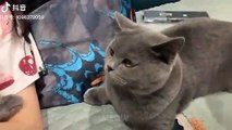 Angry Cats- Super Pets Reaction Videos_ MEOW