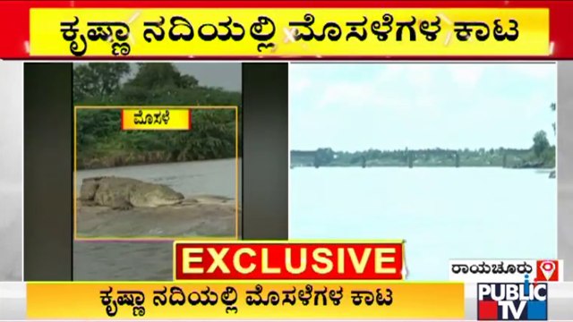 ಕೃಷ್ಣಾ ನದಿಯಲ್ಲಿ ಮೊಸಳೆಗಳ ಕಾಟ; ಆತಂಕದಲ್ಲೇ ನಡುಗಡ್ಡೆ ಜನರ ಓಡಾಟ | Raichur | Crocodile | River Krishna