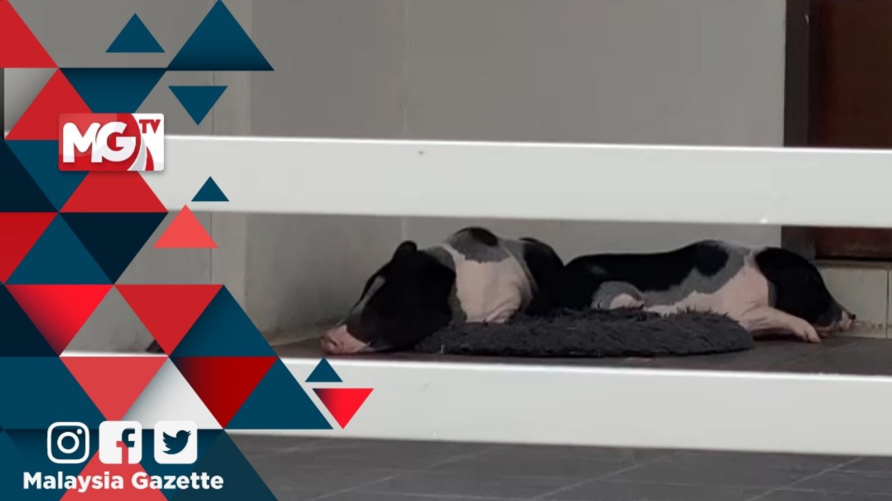 MG VIRAL : Penyewa Tinggalkan Babi Perliharaan di Kawasan Perumahan di Pulau Pinang