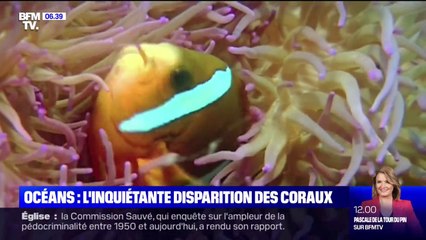14% des coraux ont disparu des océans en à peine 10 ans