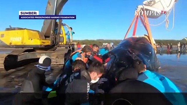 Heroik! Aksi Penyelamatan Paus Bungkuk di Argentina