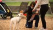Orphaned lamb giving locked down locals a reason to smile