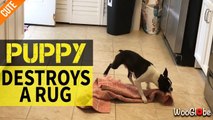 'Wild Boston Terrier puppy caught destroying a kitchen mat'