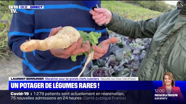 Pourquoi ces légumes rares attirent-ils la cuisine étoilée ?