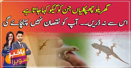 Kya aap chipkali se darte hain??? na darein video dekhen