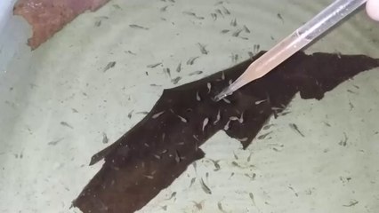 Burayak Cupang Umur 30 hari Makan Artemia