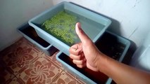 Cara Ternak Ikan Cupang Untuk Pemula - Hari 1 Persiapan Wadah Pemijahan dan Memilih Indukan