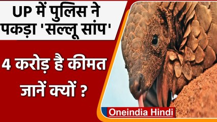 UP: Bijnor Police को मिला 'Sallu Snake', जानिए क्यों है इसकी करोड़ों में कीमत ?