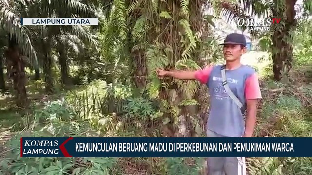 Kemunculan Beruang Madu di Perkebunan dan Permukiman Warga