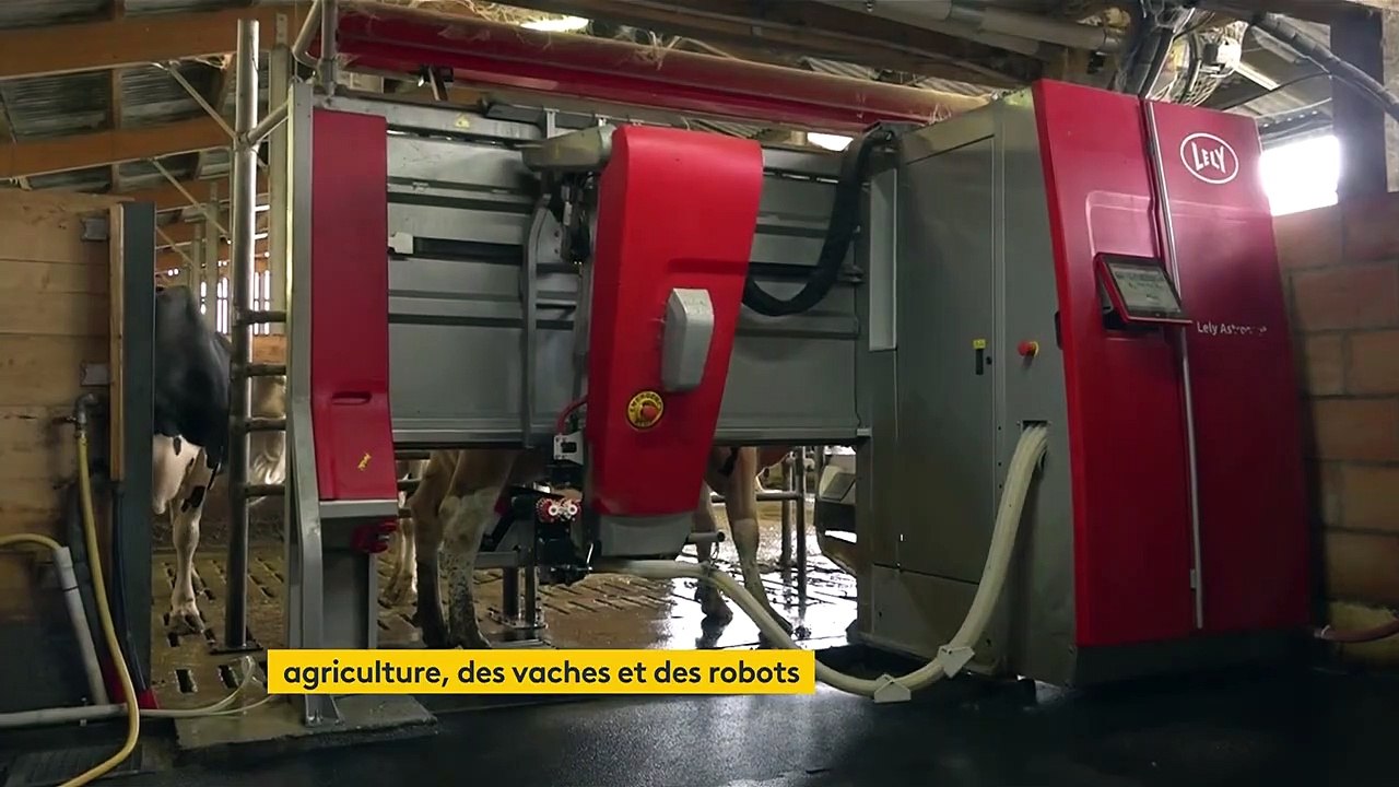 Agriculture : en Haute-Savoie, des robots intelligents réalisent la traite des vaches