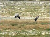 The Black-necked Cranes (Grus nigricollis)