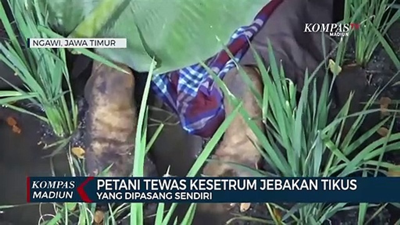 Petani Tewas Kesetrum Jebakan Tikus Yang Dipasang Sendiri