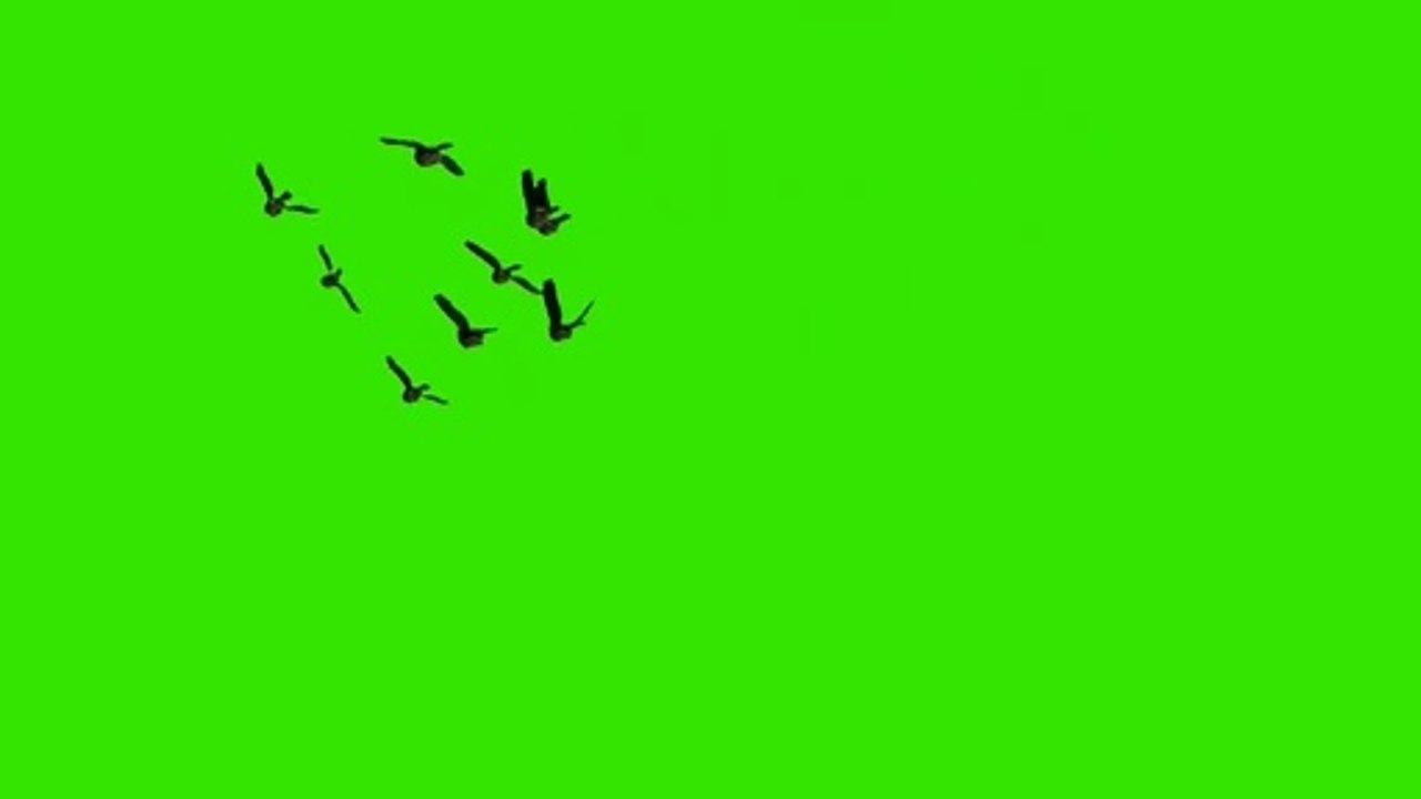 Birds Flying Effect Green Screen Chroma Key HD video | Crazy Editor