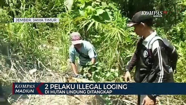 Curi Kayu Di Hutan Lindung, 2 Warga Ditangkap