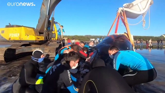Dos ballenas jorobadas son rescatadas en una playa en Argentina