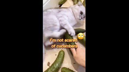 Try Not To Laugh - Dogs And Cats Reaction To Food_ MEOW
