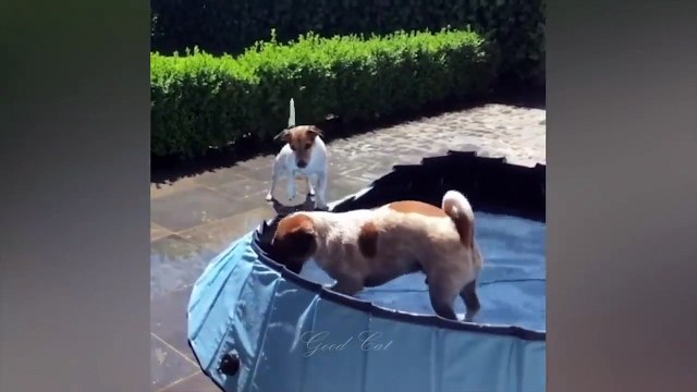 ПРИКОЛЫ С ЖИВОТНЫМИ ДО СЛЕЗ _ Смешные КОТЫ 2021 _ Приколы с КОТАМИ _ Funny ANIMALS video