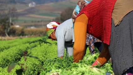 Tarlada 50 kuruşa satılan marulu vatandaş markette 8 liraya alıyor