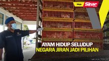 Ayam hidup seludup negara jiran jadi pilihan