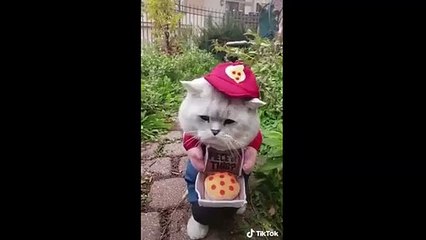 funny cat - am a police | funny anmals moment