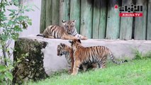 ولادة أربعة نمور بنغالية في حديقة حيوانات في مدينة غوادالاخارا المكسيكية