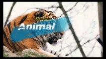 Pomeranian |Animal lover |Animal channel |dogs/breeds