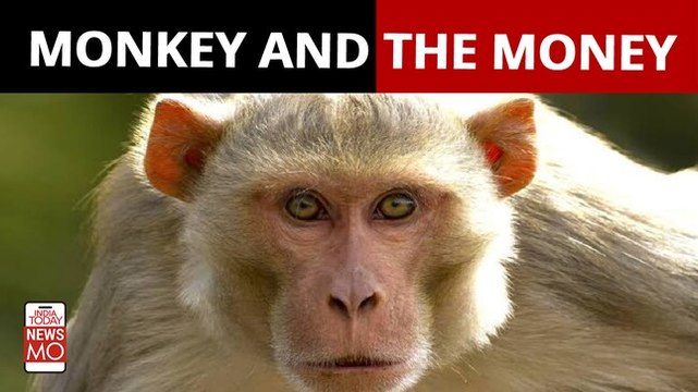 MP: Monkey Snatches Rs 1 Lakh Cash From Man