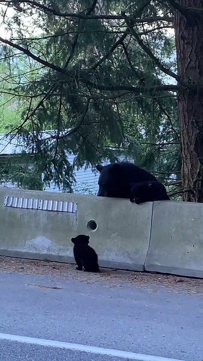 Dramatic Baby Bear Struggles To Climb Barrier