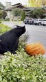 Black Bear Snacks On Pumpkin Display