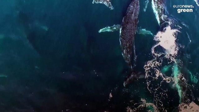 Watch rare footage of 15 humpback whales competing to mate with one female
