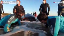 Argentina: Rescuers save a humpback whale stranded on a beach