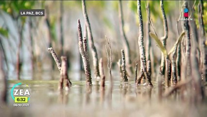 México lucha contra el cambio climático con una campaña de reforestación de mangle