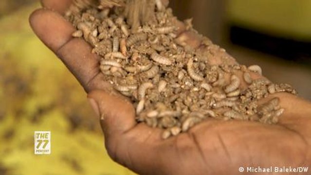 Farming maggots to feed chicken