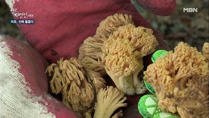 독성이 있다고요?! 자연인이 알려주는 싸리버섯 '독성 없애는 법' 공개!