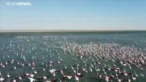 Kazakistan, lo spettacolo dei fenicotteri rosa. Uno stormo sul lago Karakol
