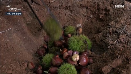 버러지로부터 밤을 지키기 위한 자연인만의 비법 '정지'!!