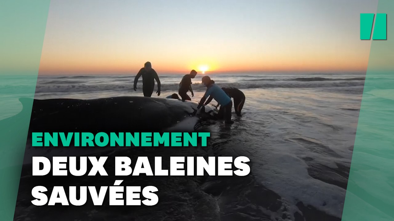 En Argentine, de plus en plus de baleines échouées sur les plages inquiètent