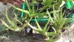 Grow Aloe Vera  Plant First | Aloe Vera