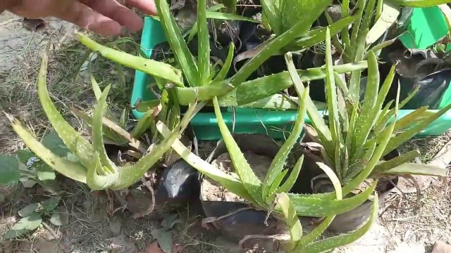 Grow Aloe Vera Plant First | Aloe Vera