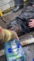 Firefighters Save Pet Rottweiler