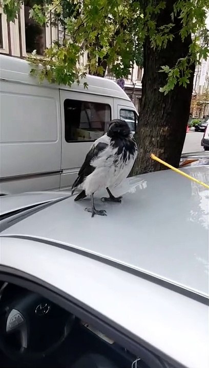 Pet Crows Shows Off Stick Trick