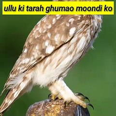 Kya aal Ullu ki tarah ghuma sakhta ho moondi ko // #short #shortsvideo #fact #viralvideo