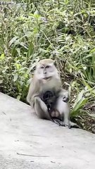 Monkey Takes Care of Baby Palm Civet