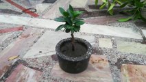 Ficus Microcarpa Tiny Bonsai | Grown From Cutting