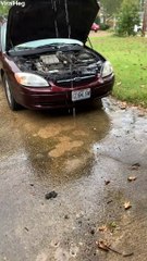 Kitten Crawls Out of Car's Engine Compartment