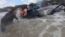 Impresionante rescate de una ballena varada en Argentina