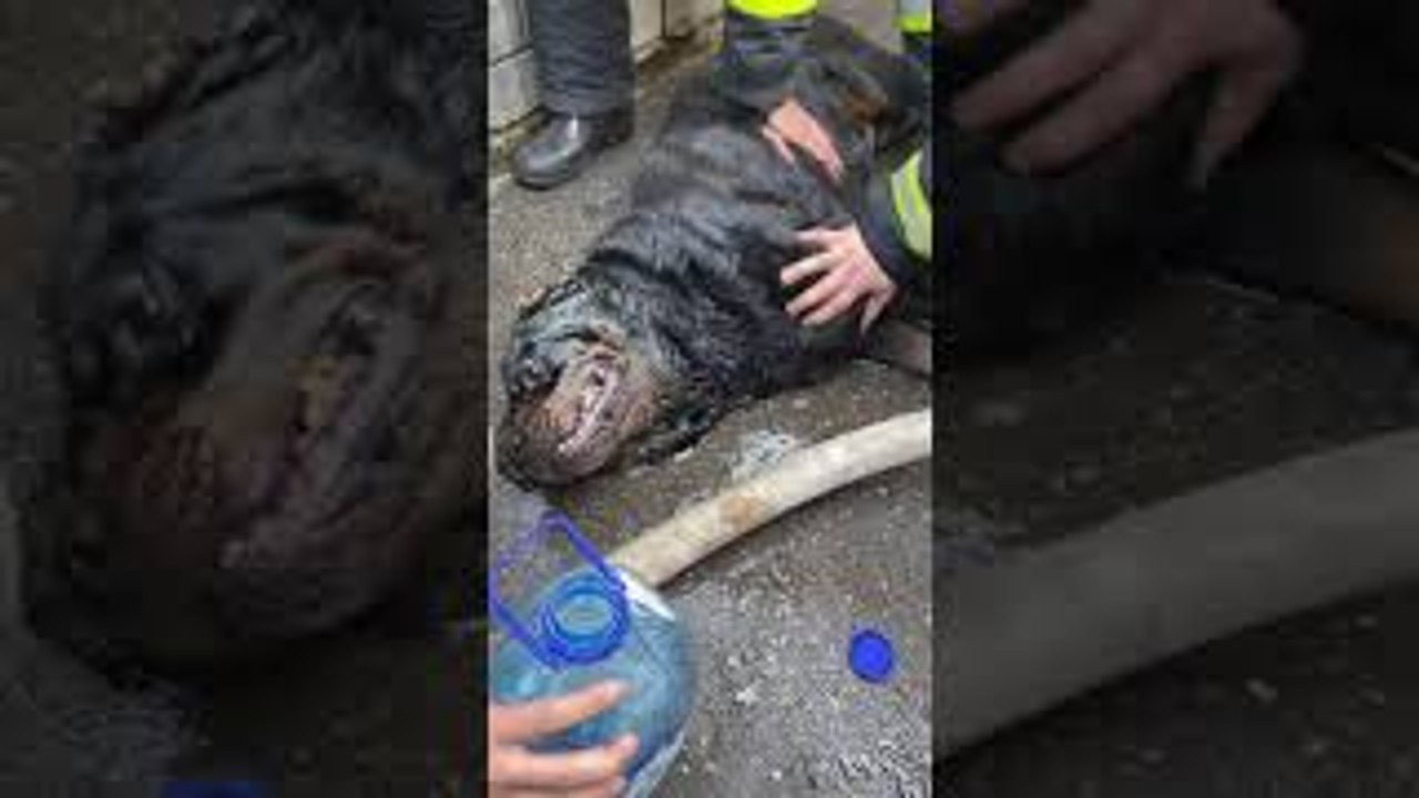 Firefighters Save Pet Rottweiler