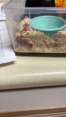 Scent of Salmon Has Hognose Snake Preferring Plastic
