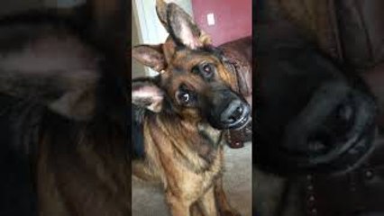 Synchronized Head Tilts By Handsome Shepherds